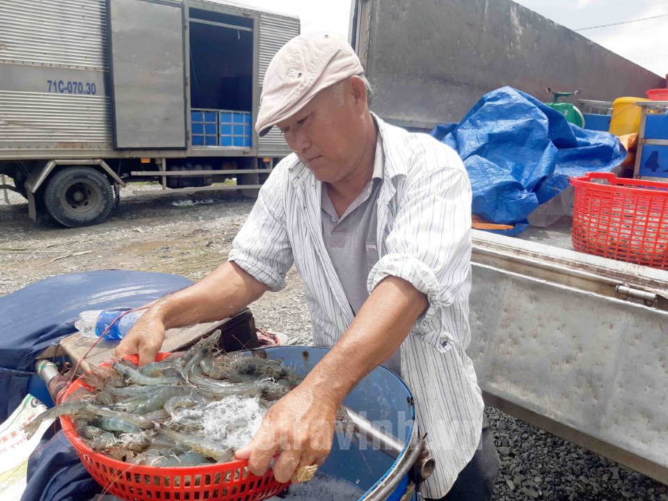 Trà Vinh: Người nuôi thủy sản phấn khởi về giá và đầu ra ổn định